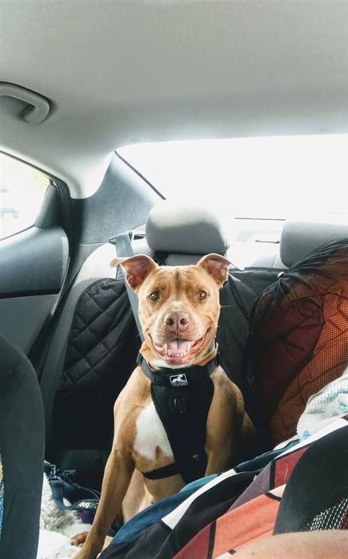 Merry is a brown pitbull dog. She is sitting in the back of a car wearing a harness for a leash and is smiling.