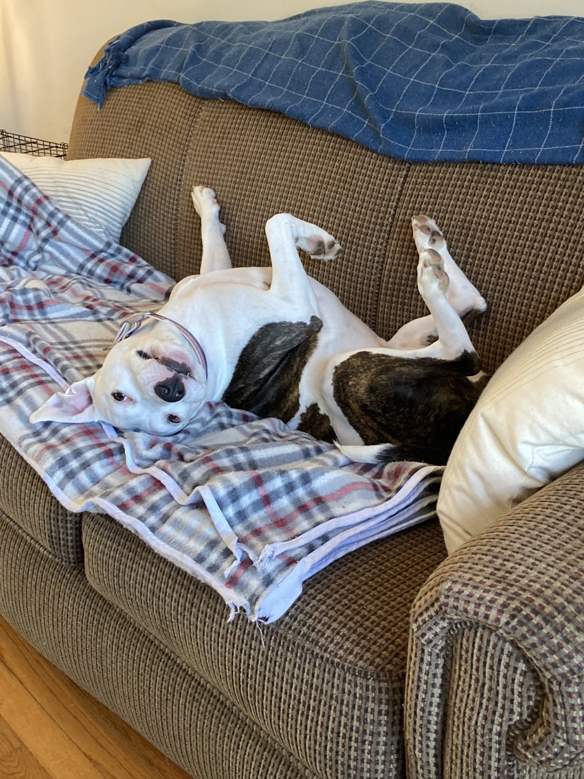 A BLACK AND WHITE DOG LYING ON A COUCH ON ITS BACK