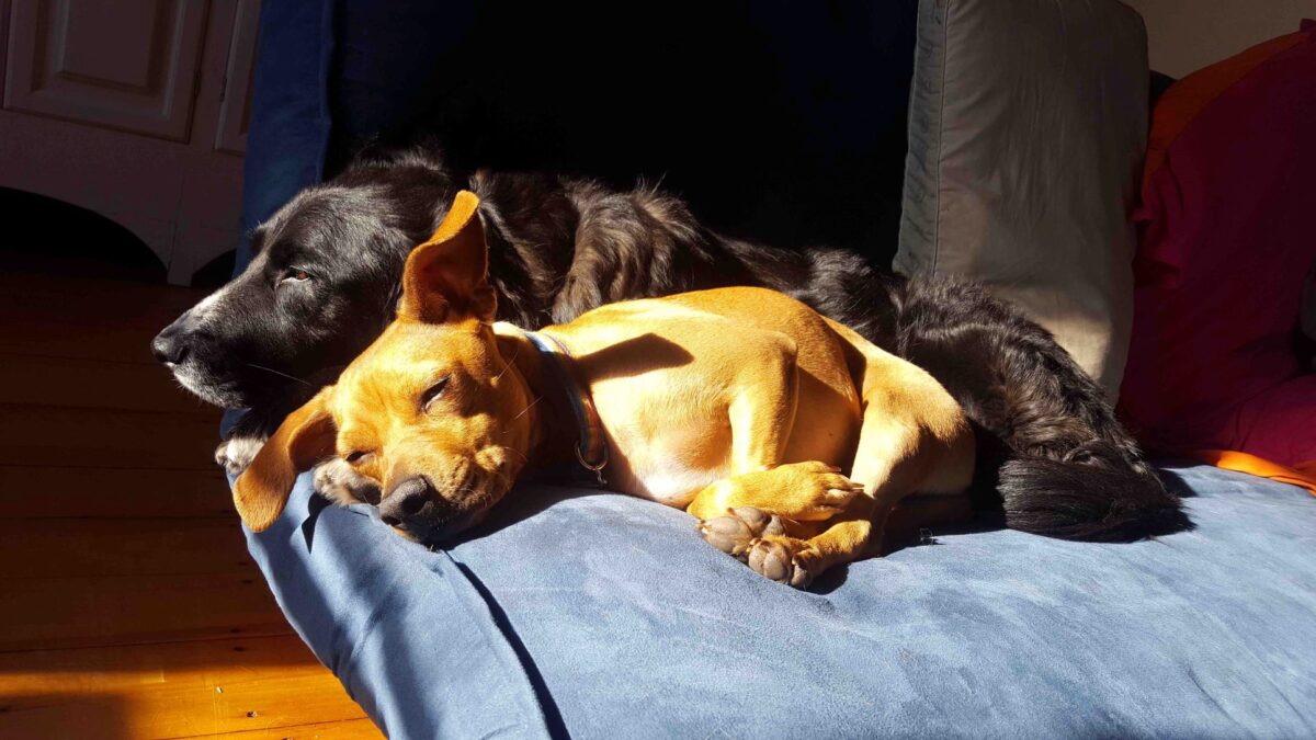 Two dogs lying down together on a cushion in the sun
